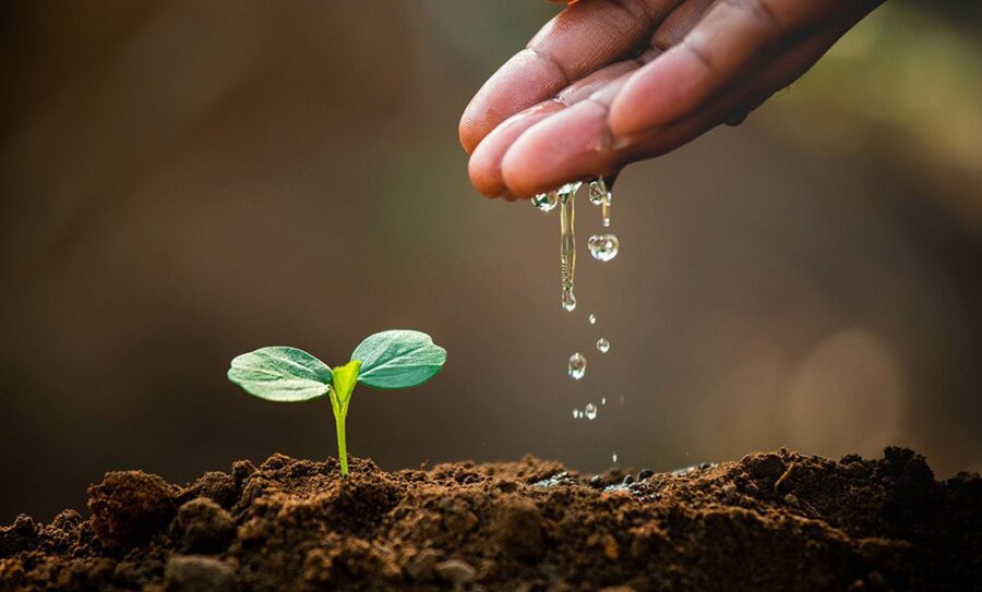 a hand watering a plant sapling